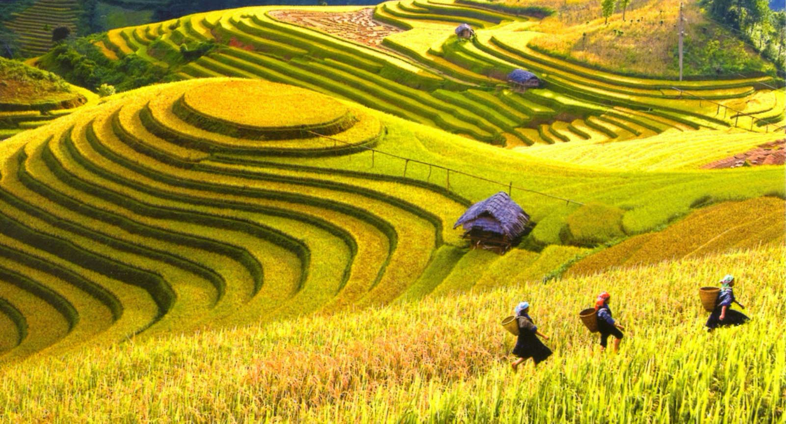 Ripe Rice Season, Ha Giang