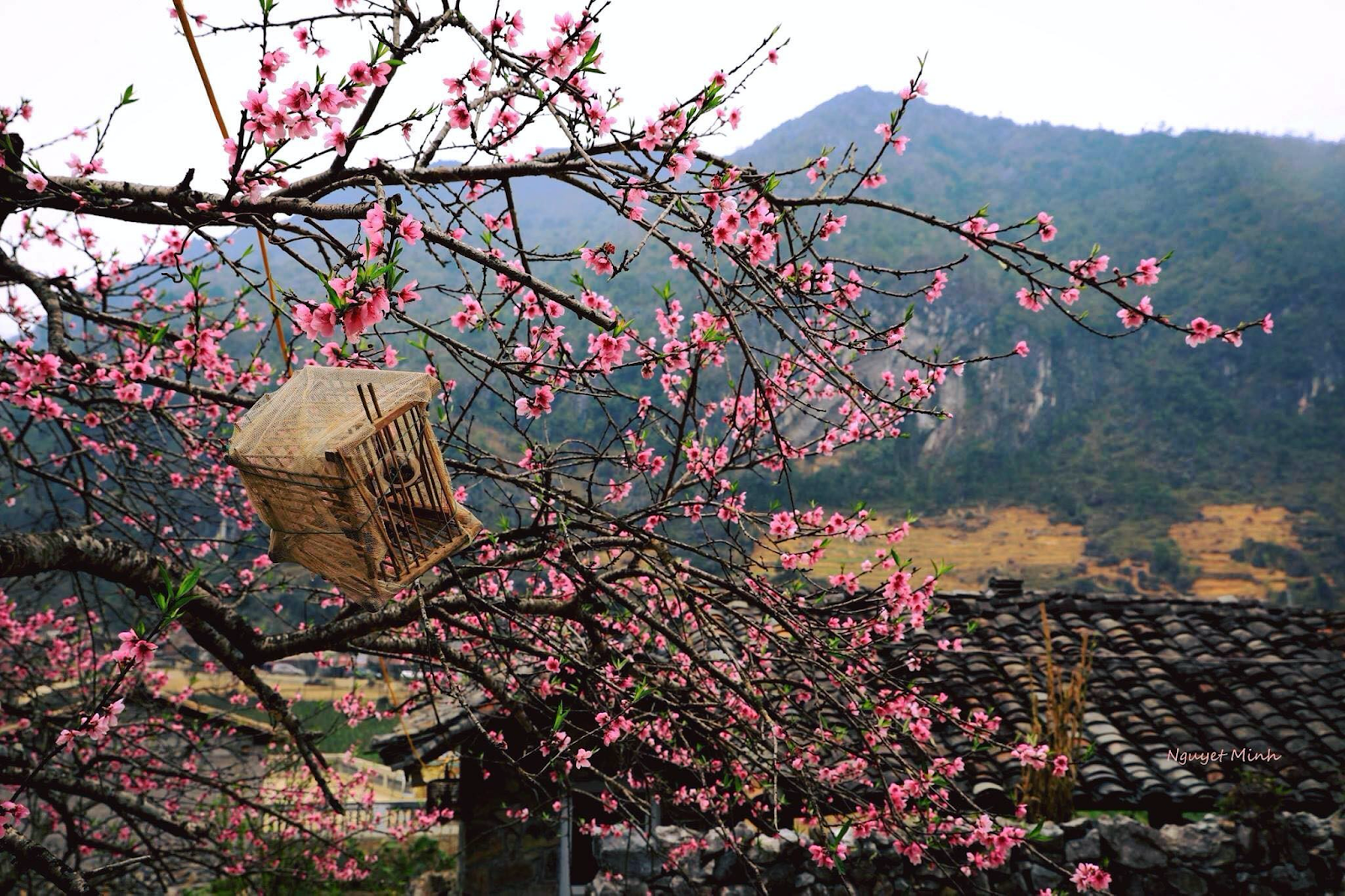 Season of Peach Blossom, Plum Blossom & Rapeseed Flower, Ha Giang